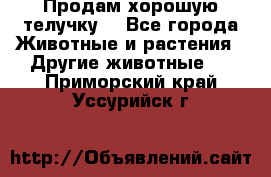 Продам хорошую телучку. - Все города Животные и растения » Другие животные   . Приморский край,Уссурийск г.